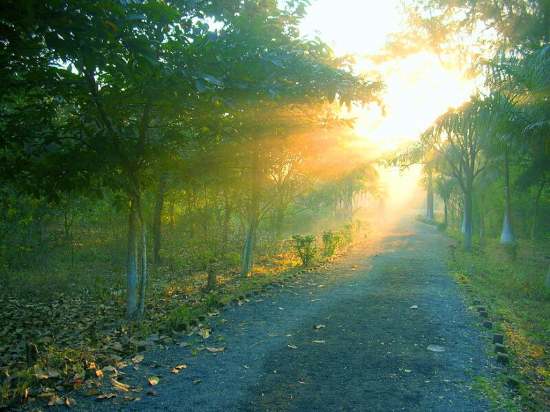 Path Through Forest at Sunrise