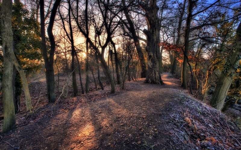 Path Through Forest at Sunset — Brown, Serene