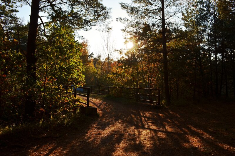 Path Through Forest at Sunset — Brown