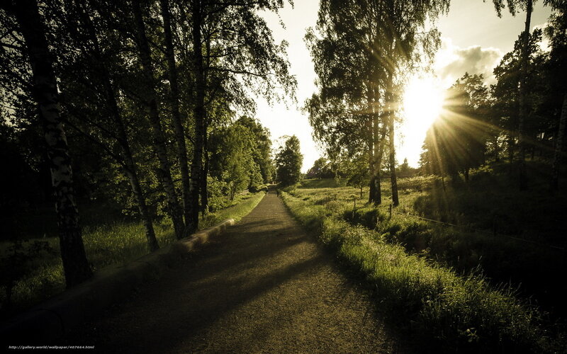 Path Through Forest at Sunset — Green, Serene, Photograph