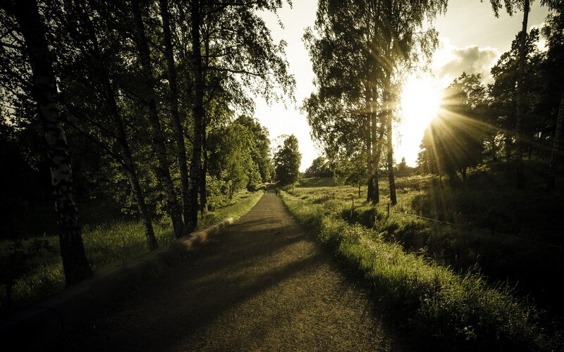 Path Through Forest at Sunset — Green, Serene, Photograph, Trees