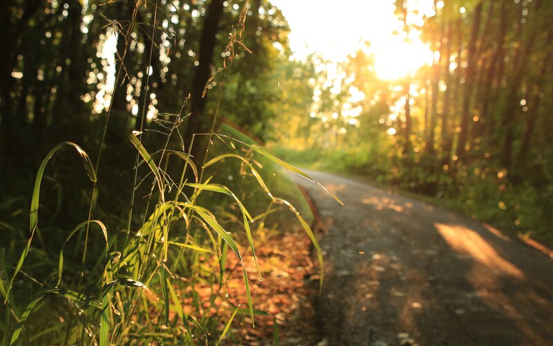 Path Through Forest at Sunset — Green, Serene
