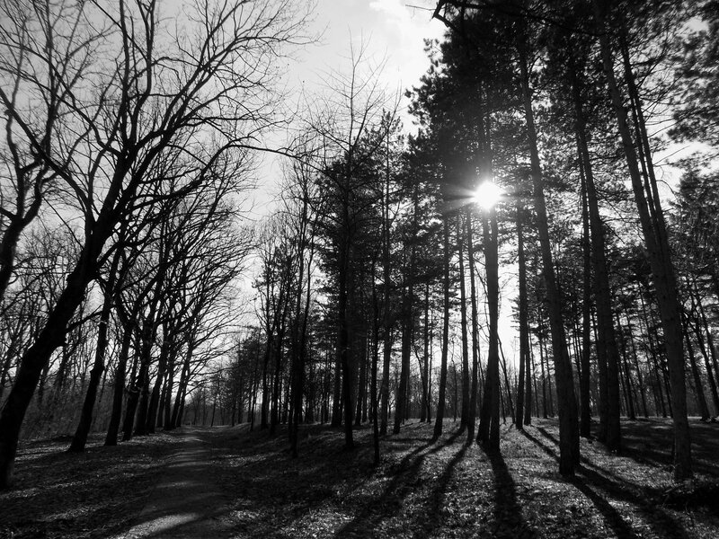 Path Through Forest — Black, Dramatic