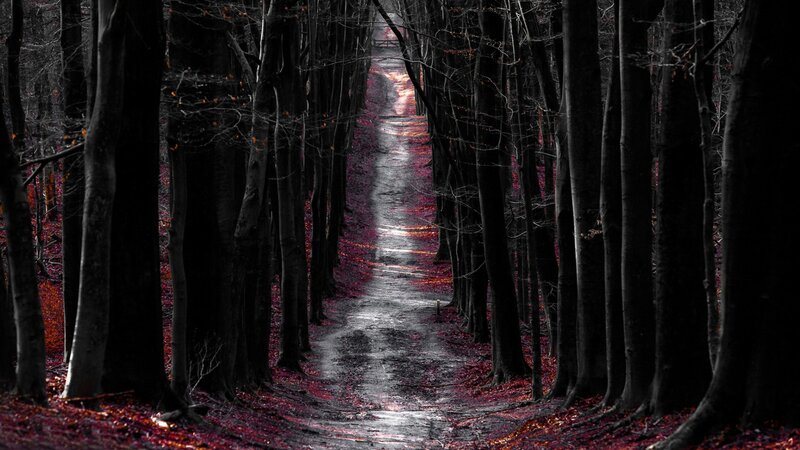 Path Through Forest — Black