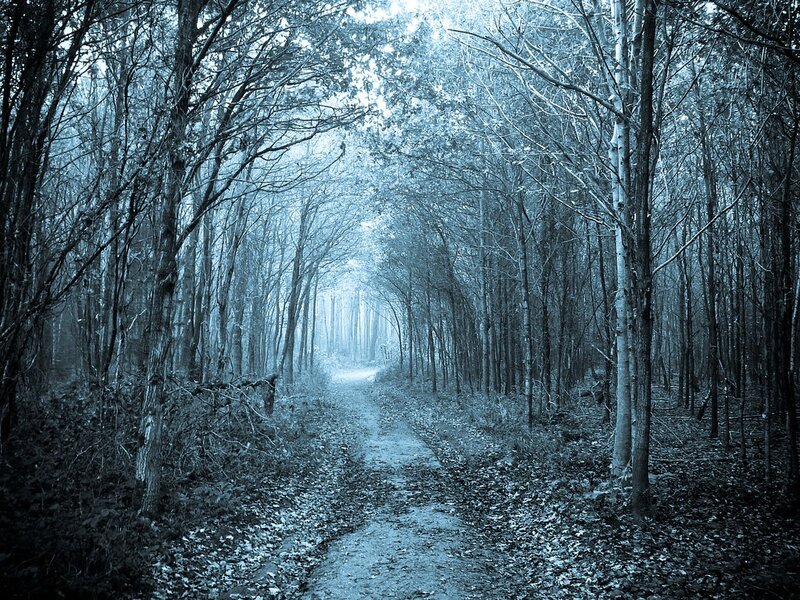 Path Through Forest — Blue, Misty