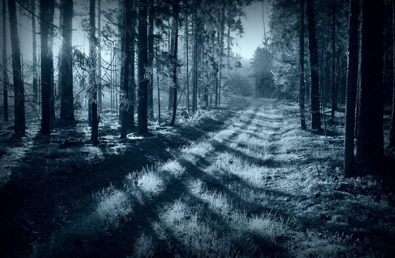 Path Through Forest — Blue, Mysterious, Night, Photograph