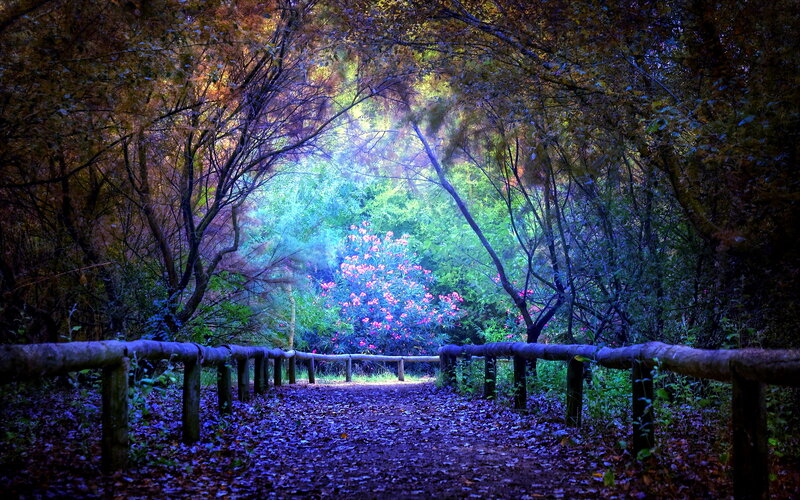 Path Through Forest — Blue, Serene