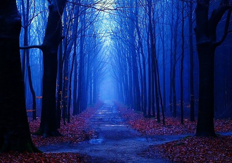 Path Through Forest — Blue