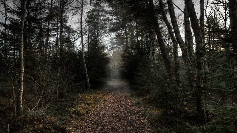 Path Through Forest — Brown, Moody