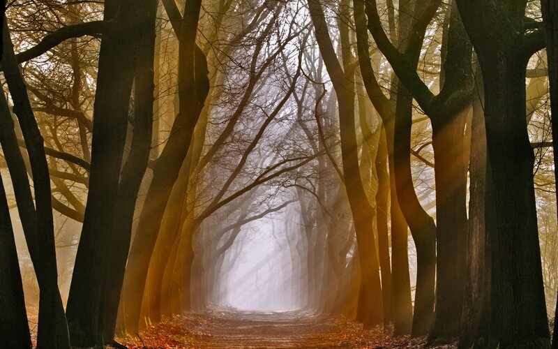 Path Through Forest — Brown, Serene, Autumn, Photograph