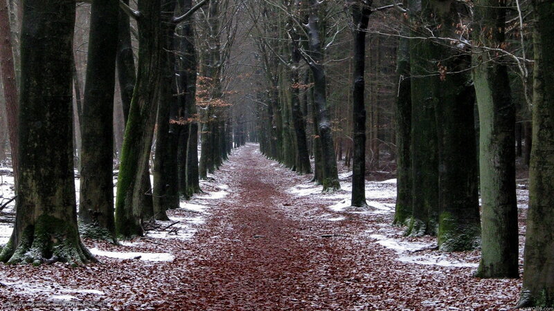 Path Through Forest — Brown, Serene, Winter