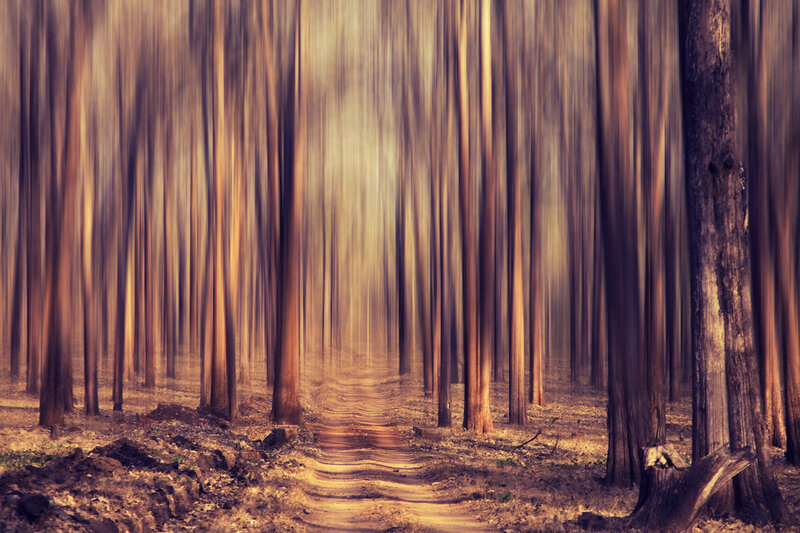 Path Through Forest — Brown