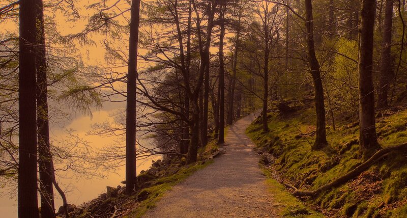 Path Through Forest by Lake