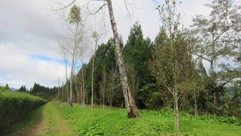 Path Through Forest Clearing — Green
