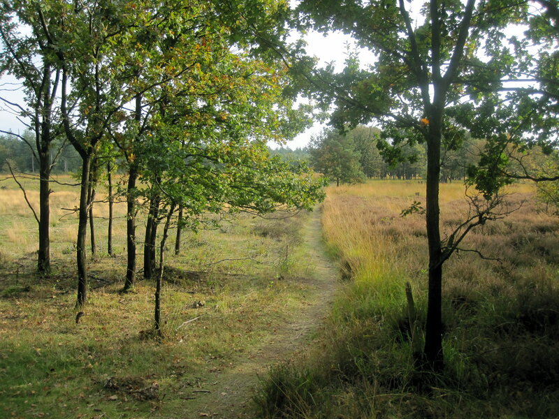 Path Through Forest Clearing