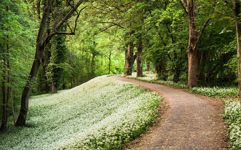 Path Through Forest — Flowers