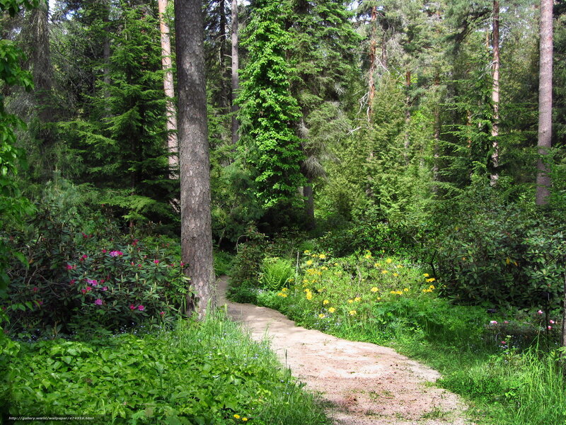 Path Through Forest Garden — Green, Serene, Afternoon, Photograph