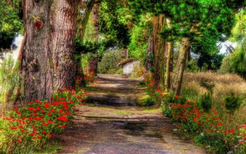Path Through Forest Garden — Green, Serene, Afternoon