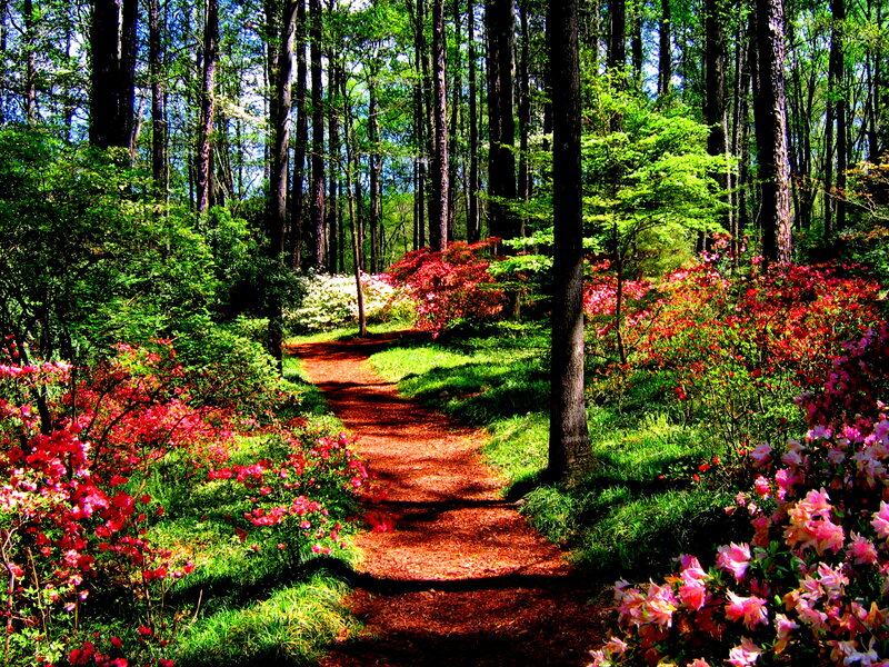 Path Through Forest Garden — Green, Serene