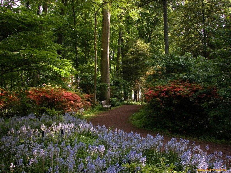 Path Through Forest Garden — Green