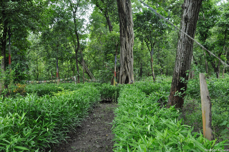 Path Through Forest Garden