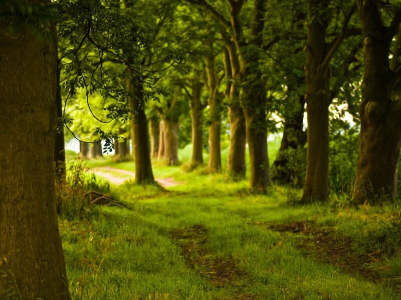 Path Through Forest — Grass