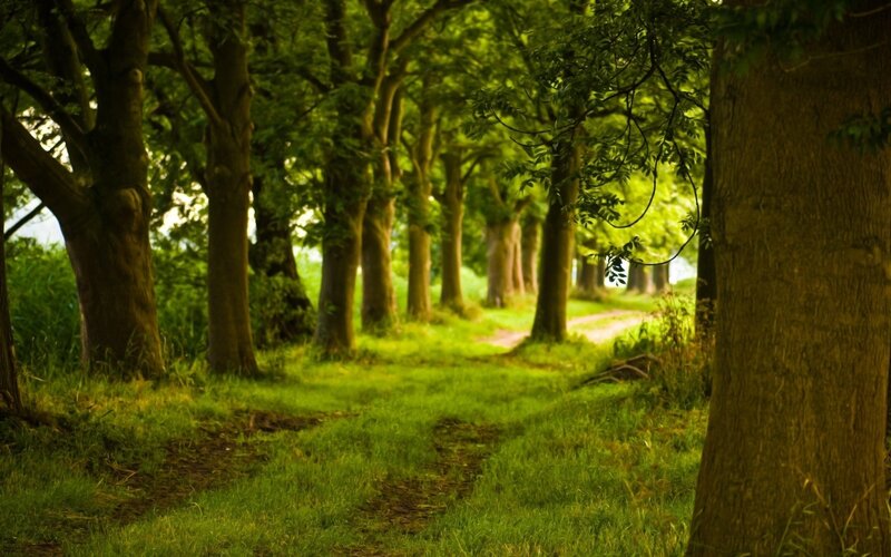 Path Through Forest — Green, Grass