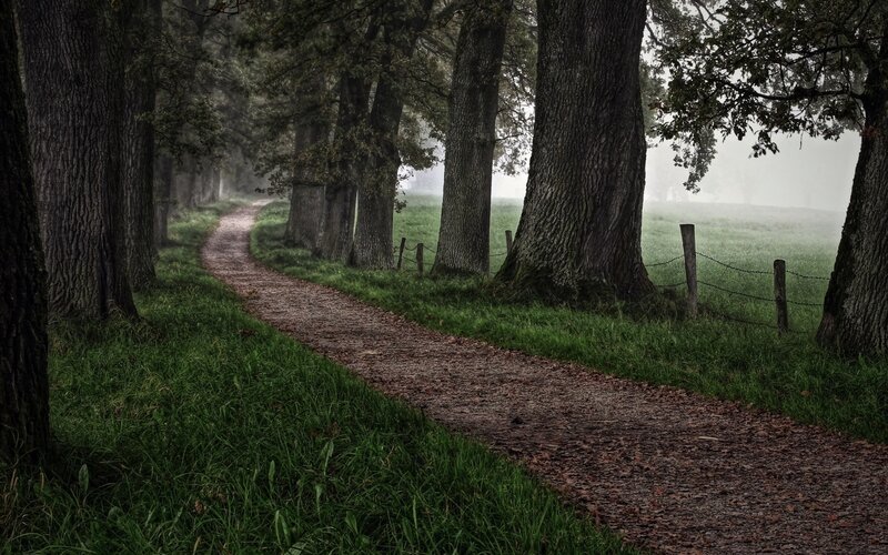 Path Through Forest — Green, Misty, Morning, Photograph