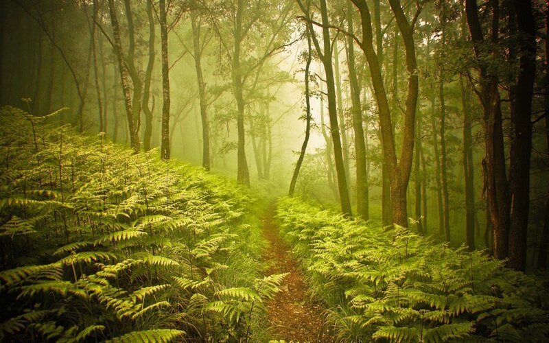 Path Through Forest — Green, Misty