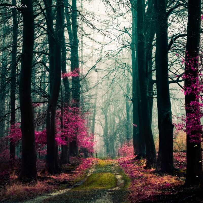 Path Through Forest — Green, Mysterious