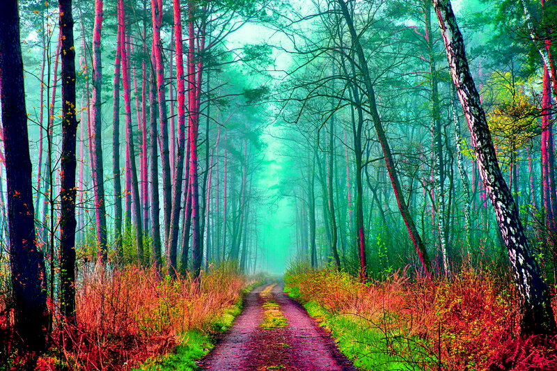 Path Through Forest — Green, Mystical, Morning