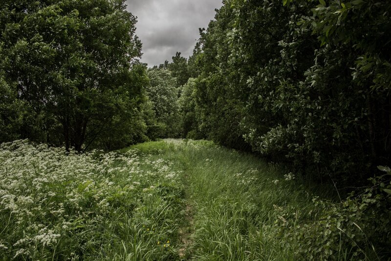 Path Through Forest — Green, Overcast