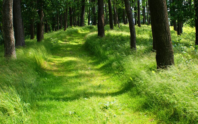 Path Through Forest — Green, Photograph