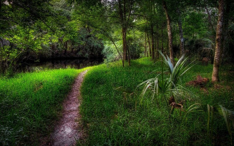 Path Through Forest — Green, Serene, Afternoon, Photograph, River