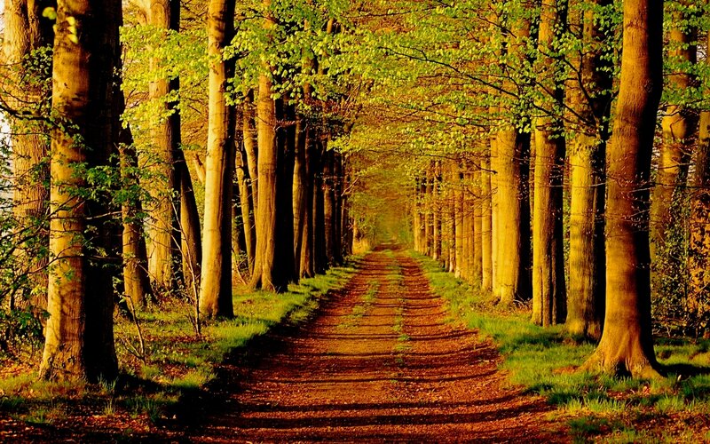 Path Through Forest — Green, Serene, Afternoon, Photograph