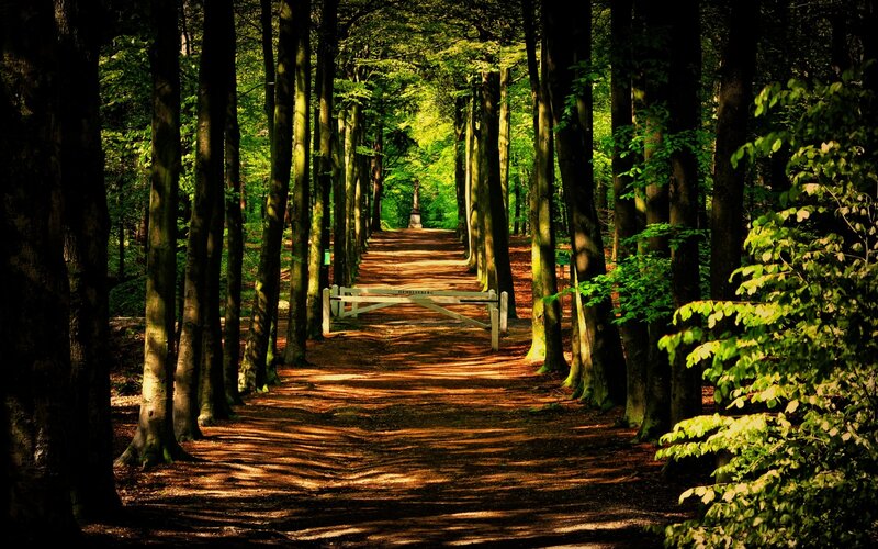 Path Through Forest — Green, Serene, Afternoon, Photograph, Trees, Bench
