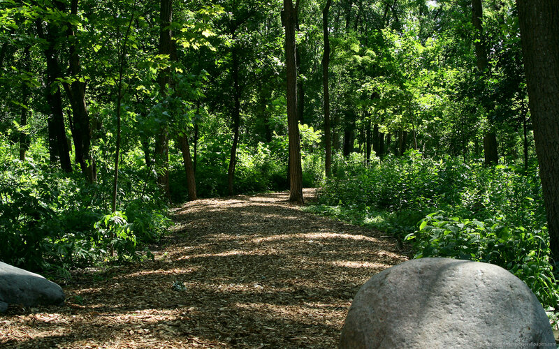 Path Through Forest — Green, Serene, Afternoon, Photograph, Trees, Bushes