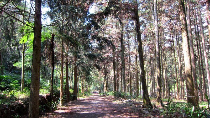 Path Through Forest — Green, Serene, Afternoon, Photograph, Trees, Dirt Path