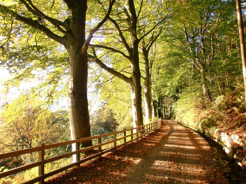 Path Through Forest — Green, Serene, Afternoon, Photograph, Trees, Fence
