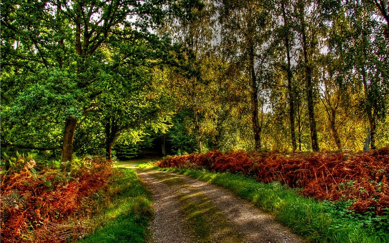 Path Through Forest — Green, Serene, Afternoon, Photograph, Trees, Ferns, Gravel Path