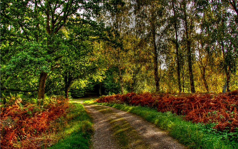 Path Through Forest — Green, Serene, Afternoon, Photograph, Trees, Ferns
