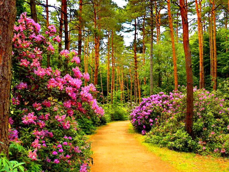Path Through Forest — Green, Serene, Afternoon, Photograph, Trees, Flowers, Dirt Path
