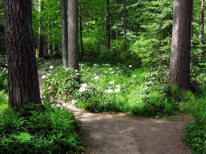 Path Through Forest — Green, Serene, Afternoon, Photograph, Trees, Flowers, Plants, Brown, White