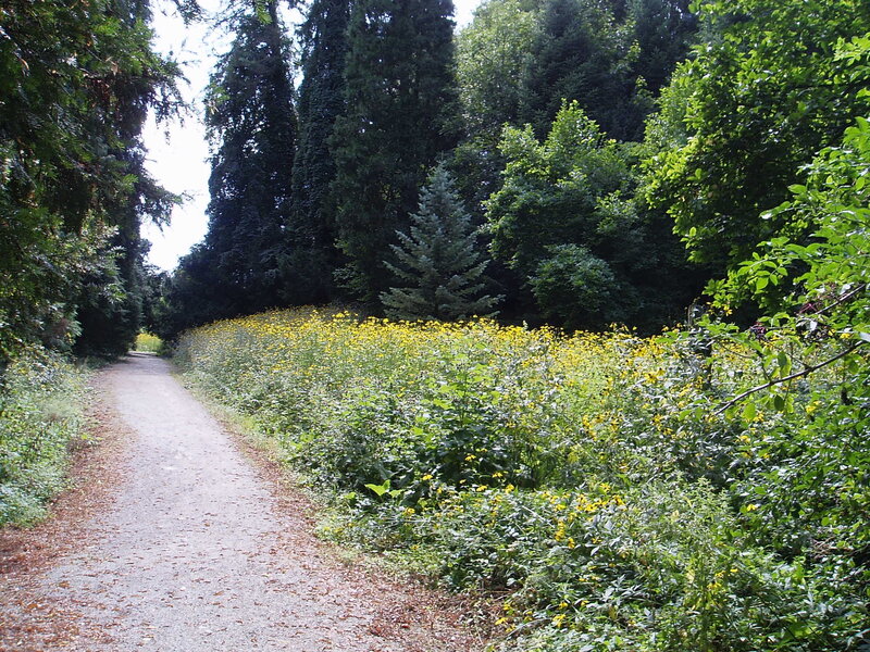 Path Through Forest — Green, Serene, Afternoon, Photograph, Trees, Flowers