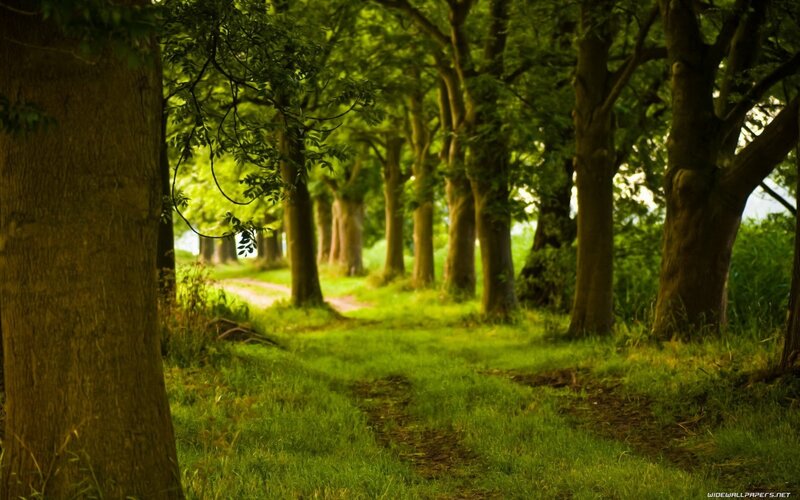 Path Through Forest — Green, Serene, Afternoon, Photograph, Trees, Grass, Dirt Path, Brown