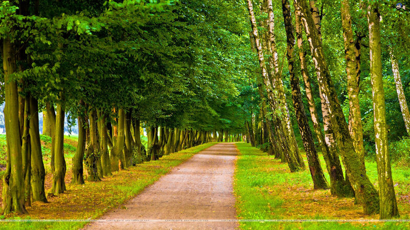 Path Through Forest — Green, Serene, Afternoon, Photograph, Trees, Grass, Dirt Path