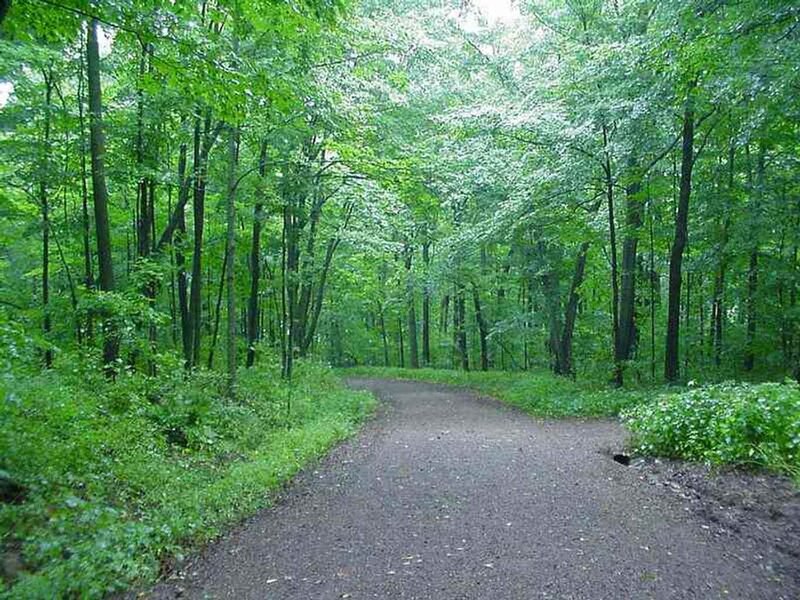 Path Through Forest — Green, Serene, Afternoon, Photograph, Trees, Grass, Dirt