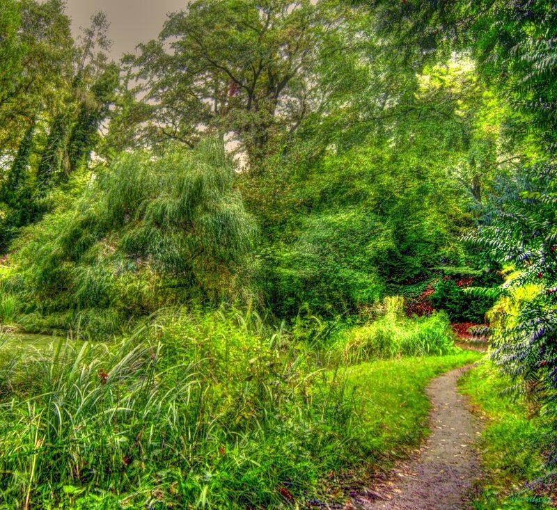 Path Through Forest — Green, Serene, Afternoon, Photograph, Trees, Grass, Pond