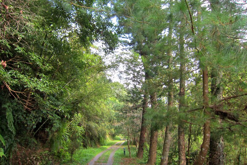 Path Through Forest — Green, Serene, Afternoon, Photograph, Trees, Grass, Sky