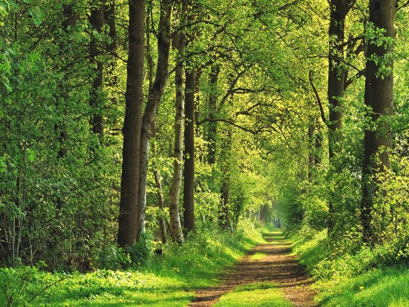 Path Through Forest — Green, Serene, Afternoon, Photograph, Trees, Grass, Sunlight